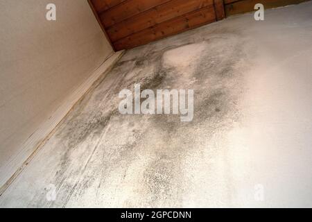 Schwarzer Schimmel in der Ecke, alte Decke des Gebäudes, Wasserschaden verursacht Schimmelbildung, gefährlicher giftiger Pilz im Zimmer, renovierungsbedürftig Haus, Kopie Stockfoto