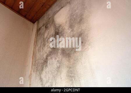 Schwarzer Schimmel in der Ecke, alte Decke des Gebäudes, Wasserschaden verursacht Schimmelbildung, gefährlicher giftiger Pilz im Zimmer, renovierungsbedürftig Haus, Kopie Stockfoto