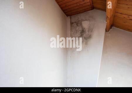 Schwarzer Schimmel in der Ecke, alte Decke des Gebäudes, Wasserschaden verursacht Schimmelbildung, gefährlicher giftiger Pilz im Zimmer, renovierungsbedürftig Haus, Kopie Stockfoto