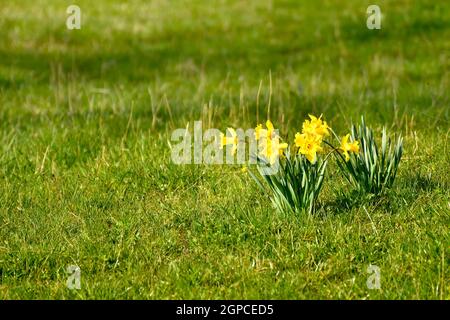 daffodil blüht im Frühling auf einer Wiese in Deutschland Stockfoto