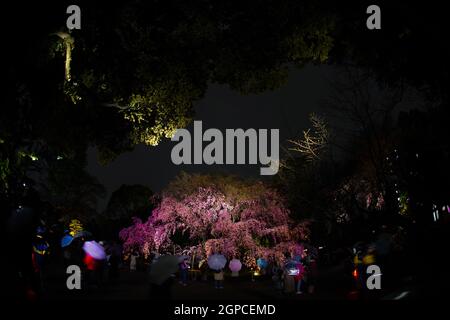 Weinender Kirschbaum in voller Blüte von Rikugien. Drehort: Metropolregion Tokio Stockfoto