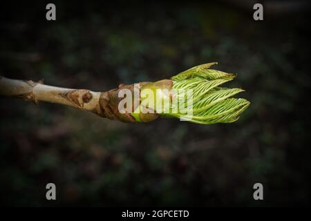 Kastanienblätter entfalten sich aus einer Knospe im frühen Frühjahr Stockfoto