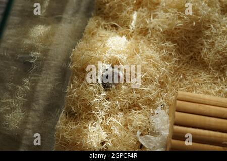 Dungarian Hamster Bild. Drehort: Yokohama-Stadt kanagawa Präfektur Stockfoto