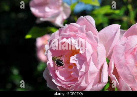 Detailaufnahme rosa pastellfarbe blüte Rose mit biene Stockfoto