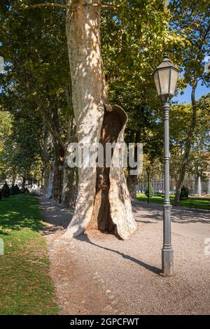 Stamm einer alten Platane im Zrinjevac Park in der Stadt Zagreb, Kroatien Stockfoto