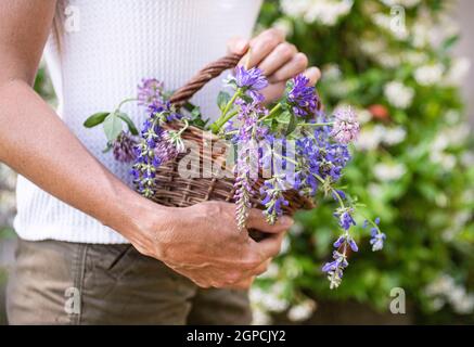 Wildblume im Korb für Naturheilkunde und Botanik Stockfoto