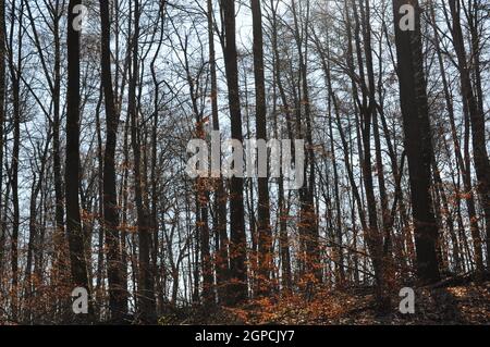 Junger wald im Winter mit sonne ohne laub Stockfoto