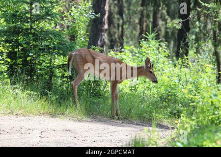 Ein junger Bock mit winzigen Samtgeweihen steht am Waldrand. Stockfoto