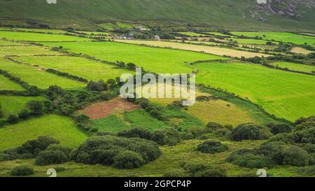 Rinder- und Schafherden grasen auf grünen Feldern. Farmen und Ackerland auf einem Hügel oder Berg in Dingle, Wild Atlantic Way, Kerry, Irland Stockfoto