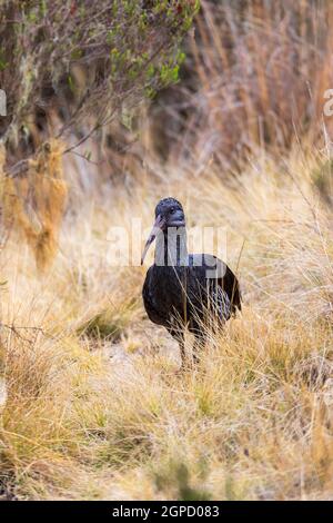 Endemische vogel Gelbstirn-blatthühnchen Ibis Fütterung auf Masse. Bostrychia carunculata in Simien Berge, Äthiopien Tierwelt, Afrika Stockfoto