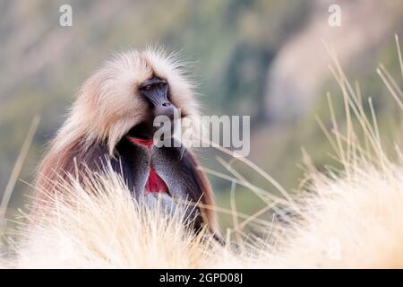 Alpha Male der endemische Tier Gelada Affen. Theropithecus gelada, Simien Berge, Afrika Äthiopien Tierwelt Stockfoto