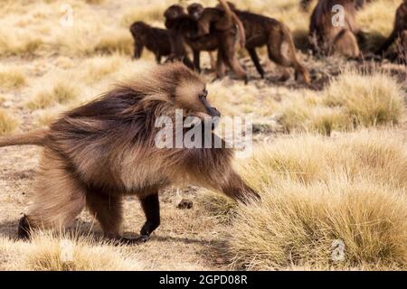 Alpha Male der endemische Tier Gelada Affen. Theropithecus gelada, Simien Berge, Afrika Äthiopien Tierwelt Stockfoto