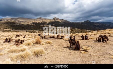 Gruppe von endemischen Tier Gelada Affen. Theropithecus gelada, Simien Mountains, Afrika Äthiopien Tierwelt Stockfoto