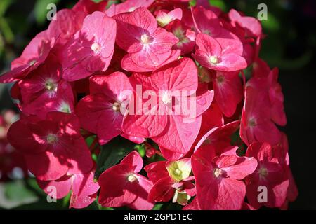 Das Makro der rosa Hortensien blüht in voller Blüte Stockfoto