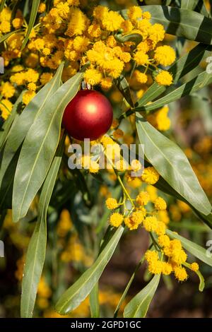 Eine australische weihnachten mit einer roten weihnachtskugel in einem goldenen, vertikalen Format Stockfoto