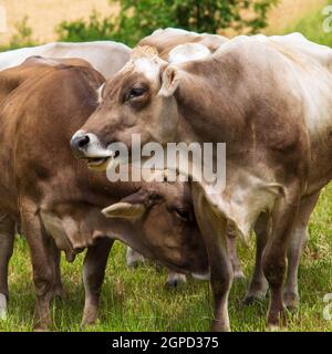 Portrait von Aubrac Kühe auf der Wiese Stockfoto