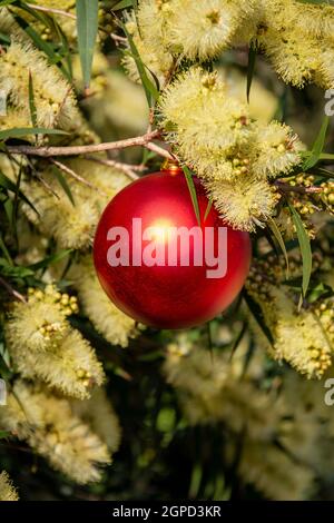 Ein australisches weihnachtsfest mit einem roten weihnachtsschmuck, umgeben von einem gelben, stachelblättrigen Wattling Stockfoto