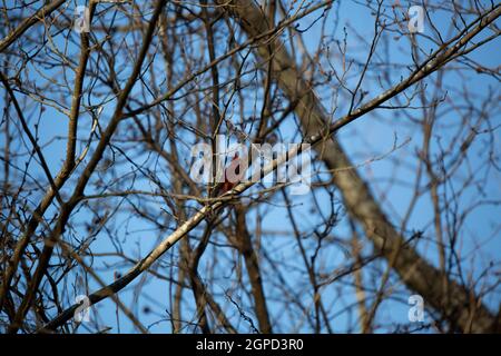 Form eines männlichen Kardinals (Cardinalis cardinalis) In der territorialen Phase hinter Gliedmaßen Stockfoto