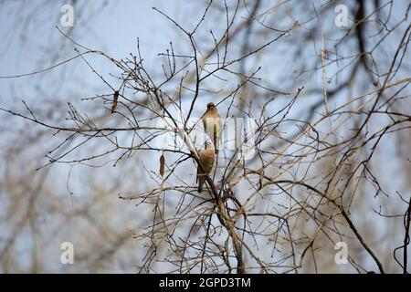 Paar Wachsflügelvögel aus Zedernholz (Bombycilla cedrorum) Thront auf dünnen Zweigen eines Baumes Stockfoto