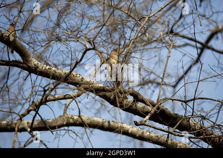 Paar Wachsflügelvögel aus Zedernholz (Bombycilla cedrorum) Auf einem Baumglied sitzend Stockfoto