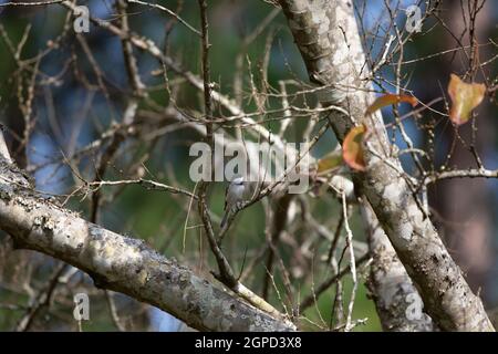Carolina-Windhauch (Poecile carolinensis) auf einem Ast Stockfoto