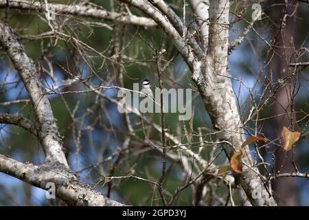 Carolina-Windhauch (Poecile carolinensis) auf einem Ast Stockfoto