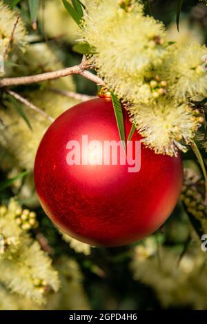 Eine australische weihnachten mit einer roten weihnachtskugel in einem gelben, vertikalen Format Stockfoto