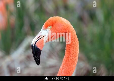 Ein karibischer Flamingo (Phoenicopterus ruber) Stockfoto