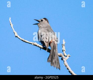 Ein Grauer Catbird ruft an einem frühen Sommermorgen, während er auf einem Baum thront. Stockfoto