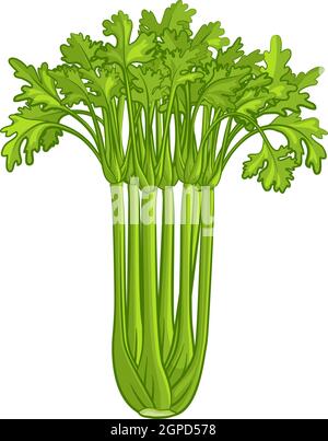 Sellerie Gemüse Cartoon Illustration Stock Vektor