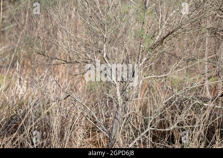 Haarspecht (Leuconotopicus villosus) Im Winter auf einem Baum gelegen Stockfoto