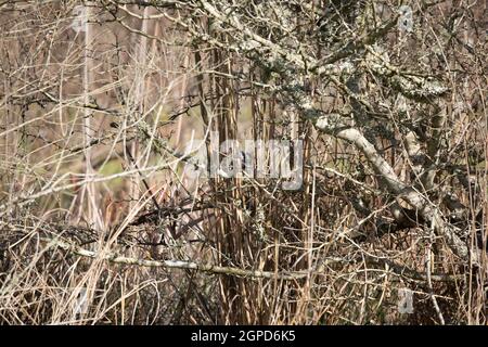 Neugieriger Haarspecht (Leuconotopicus villosus), der um ein Schilf schaut Stockfoto