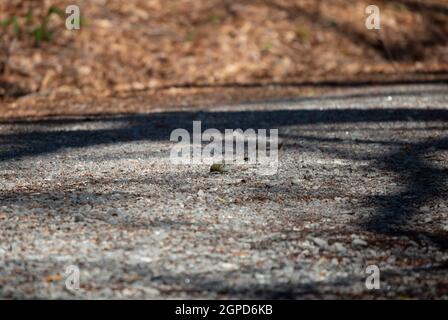 Zwergwaldsänger (Setophaga pinus) auf einer Schotterstraße Stockfoto