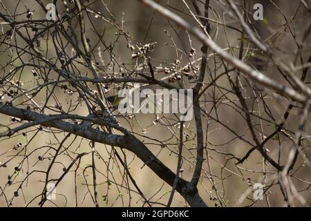 Weiblicher Kiefernwarber (Setophaga pinus), der in einem Baum thront Stockfoto
