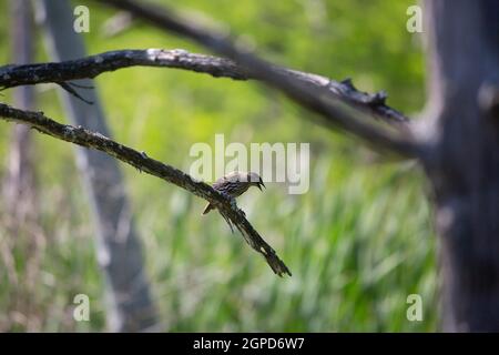Weibliche Rotflügelamsel (Agelaius phoeniceus) Rufen von einem sterbenden Baumzweig Stockfoto