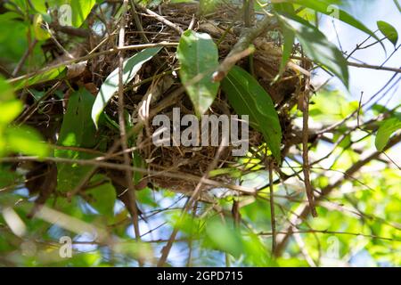Amerikanischer Rotkehlchen (Turdus migratorius) Nest in einem Busch abgeschlossen Stockfoto