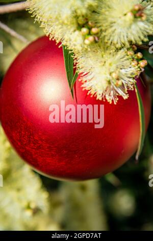 Ein australisches weihnachten mit einer roten weihnachtskugel in einem gelben, stacheligen Wattling Stockfoto