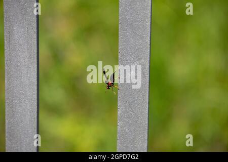 Rote Papierwespe (Polistes carolina) Auf einem Metallzaunpfosten gelegen Stockfoto