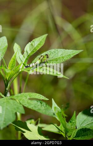 Weiblicher östlicher Pondhawk (Erythemis simplicicollis), der auf einem grünen Blatt thront Stockfoto