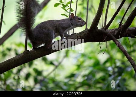 Eichhörnchen schnüffelt, wie es entlang einer Extremität huscht Stockfoto