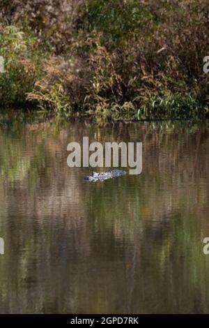 American Alligator (Alligator mississippiensis) schleichen weg von der Bank Stockfoto