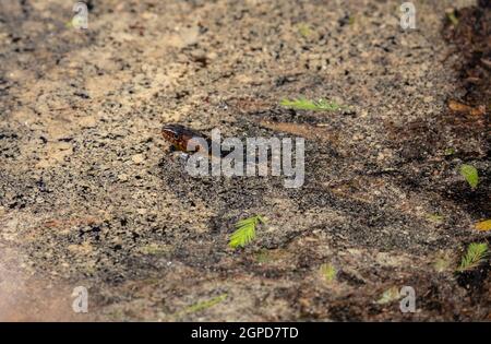 Durch den Sumpf schwimmende Wasserschlange (Nerodia fasciata confluens) Stockfoto