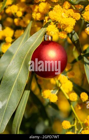 Eine australische weihnachten mit einer roten weihnachtskugel in einem goldenen, vertikalen Format Stockfoto