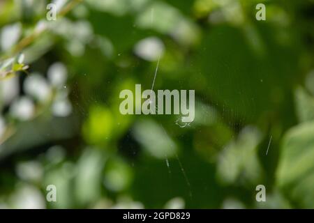 Orchard Orbweaver (Leucauge argyrobapta) Spinne auf seinem Netz Stockfoto