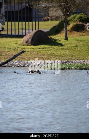 Fünf Rotohrschildkröten (Trachemys scripta elegans) Von verschiedenen Größen Sonnen im flachen Ende von a see Stockfoto