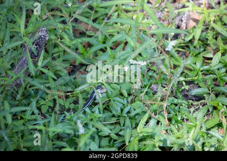 Bandschlange (Thamnophis sauritus), die einen Leopardenfrosch frisst (Lithobates sphenocephalus utricularius) Stockfoto