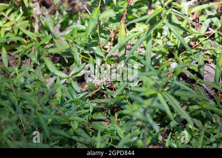 Bandschlange (Thamnophis sauritus), die einen Leopardenfrosch frisst (Lithobates sphenocephalus utricularius) Stockfoto