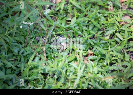 Bandschlange (Thamnophis sauritus), die einen Leopardenfrosch frisst (Lithobates sphenocephalus utricularius) Stockfoto