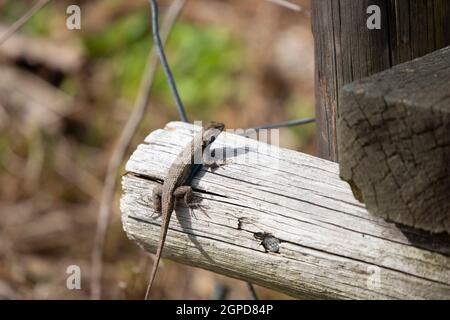 Große männliche östliche Zauneidechse (Sceloporus consobrinus) Auf einem Holzpfosten Stockfoto