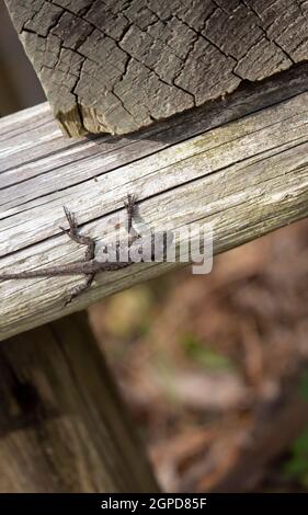 Weibliche Ostzauneidechse (Sceloporus consobrinus) auf einem Holzpfosten Stockfoto